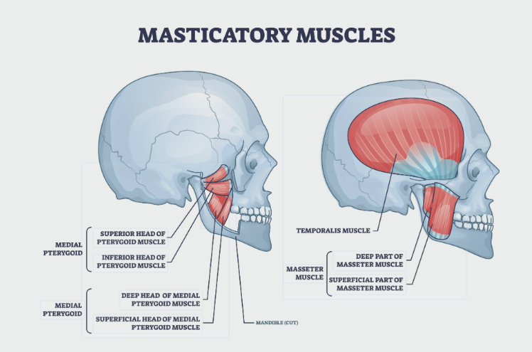 Elenco anatomico con immagine sui muscoli masticatori