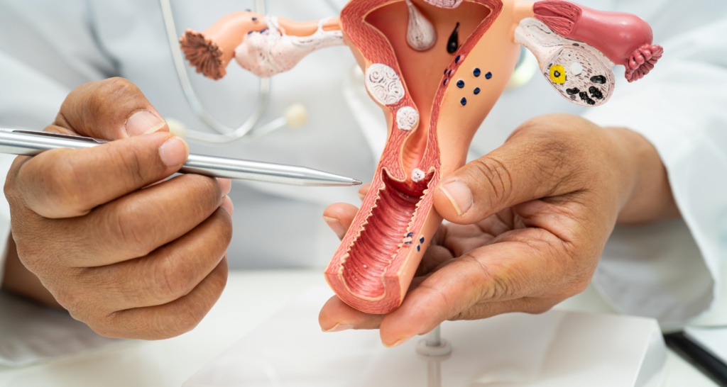 Medico che indica il tessuto su un modellino in plastica di utero