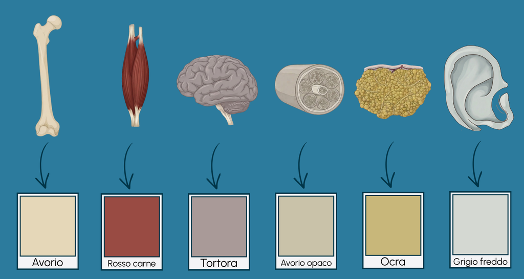 Colori anatomici di alcune strutture del nostro corpo.